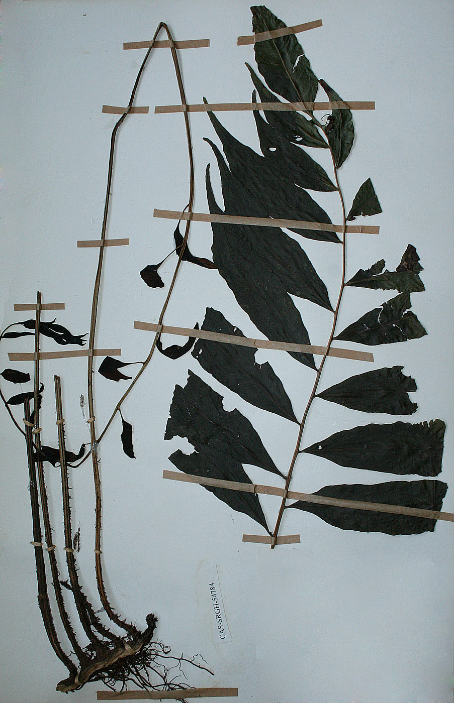Bolbitis gemmifera Bolbitis gemmifera