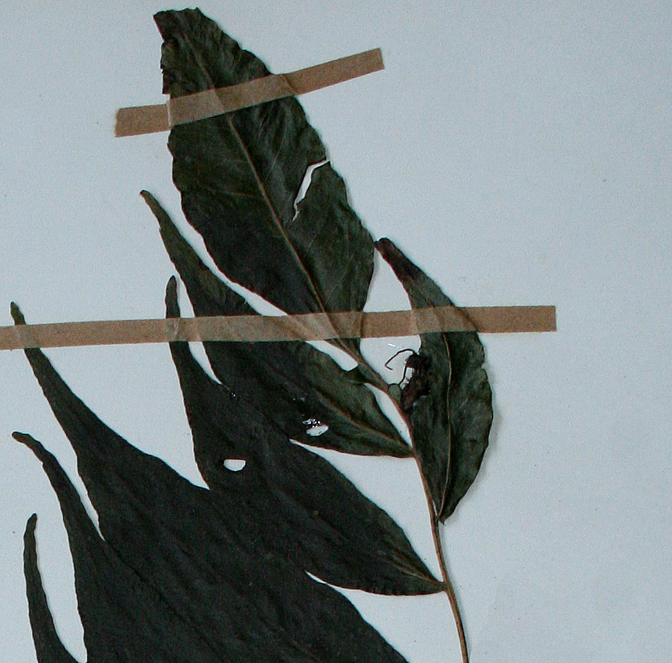 Bolbitis gemmifera Bolbitis gemmifera