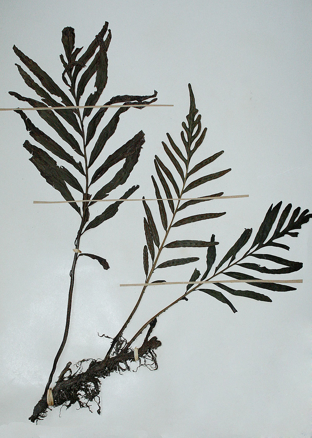 Bolbitis heudelotii Bolbitis heudelotii