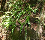 Elaphoglossum acrostichoides