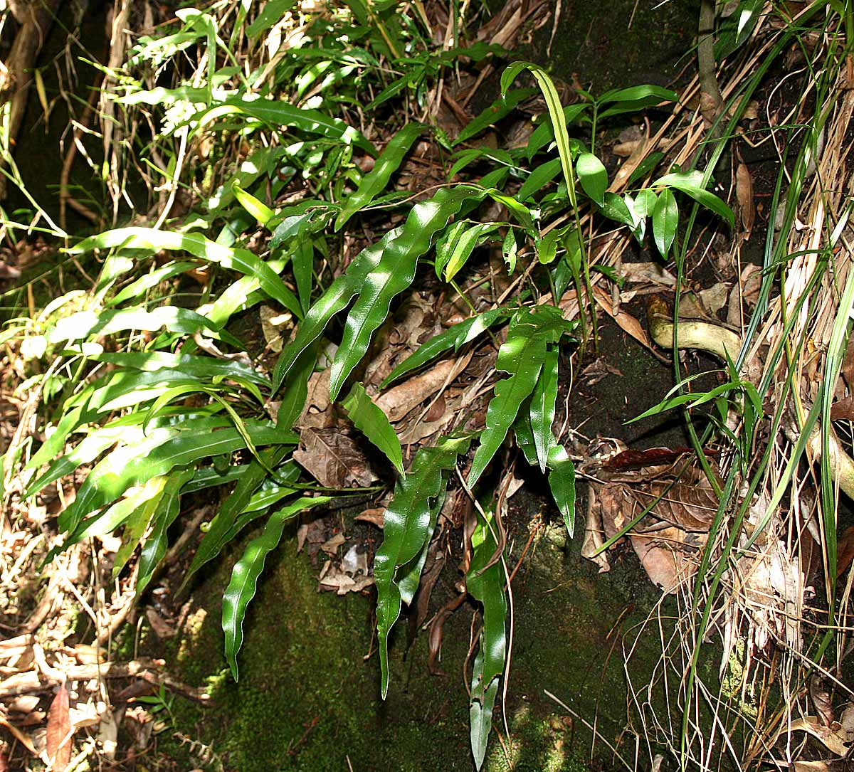 Elaphoglossum acrostichoides Elaphoglossum acrostichoides