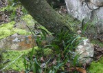 Elaphoglossum acrostichoides