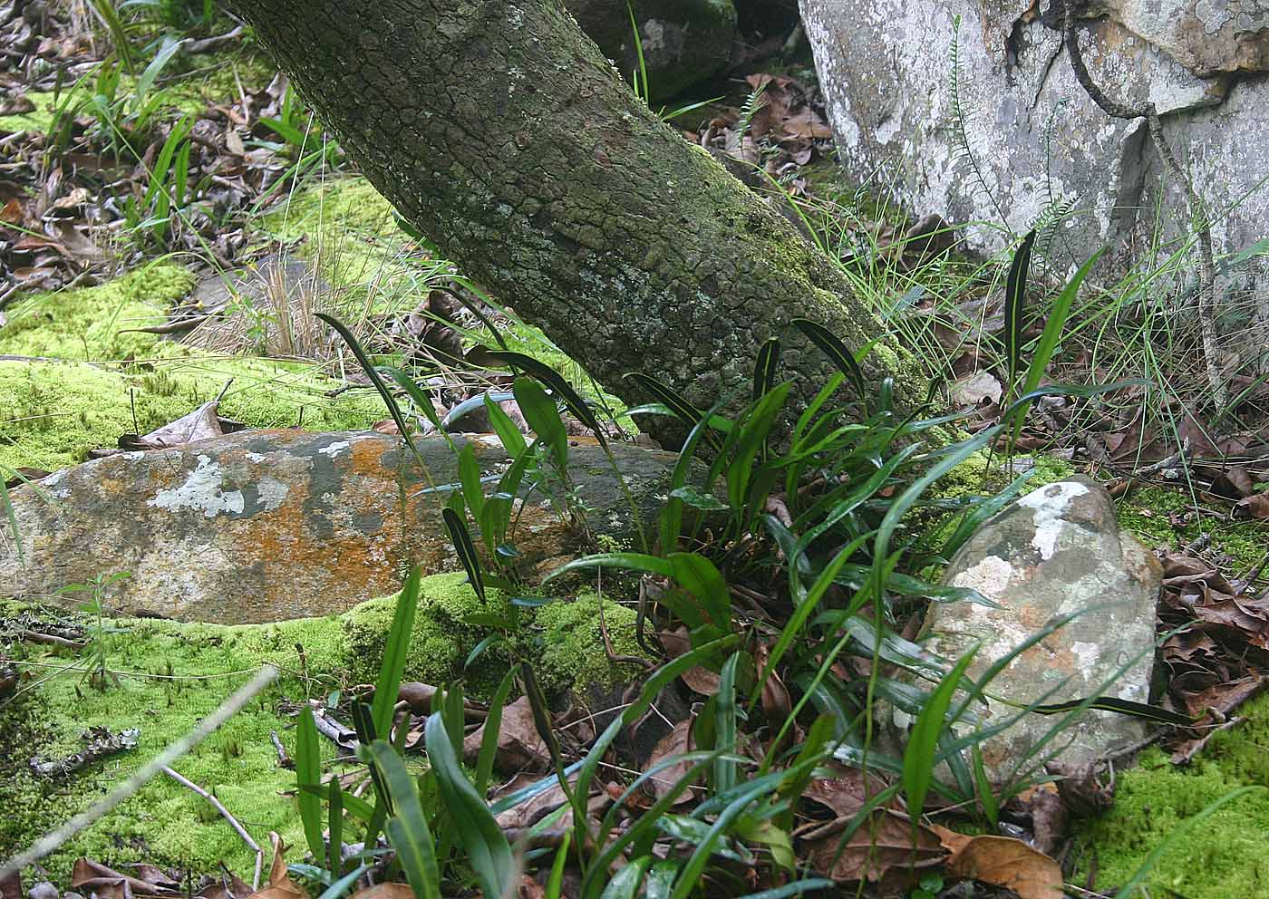 Elaphoglossum acrostichoides Elaphoglossum acrostichoides