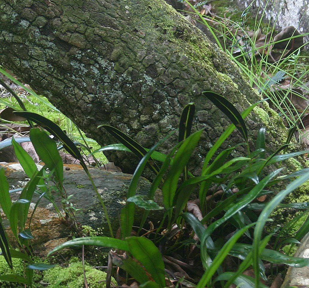 Elaphoglossum acrostichoides Elaphoglossum acrostichoides