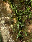 Elaphoglossum acrostichoides