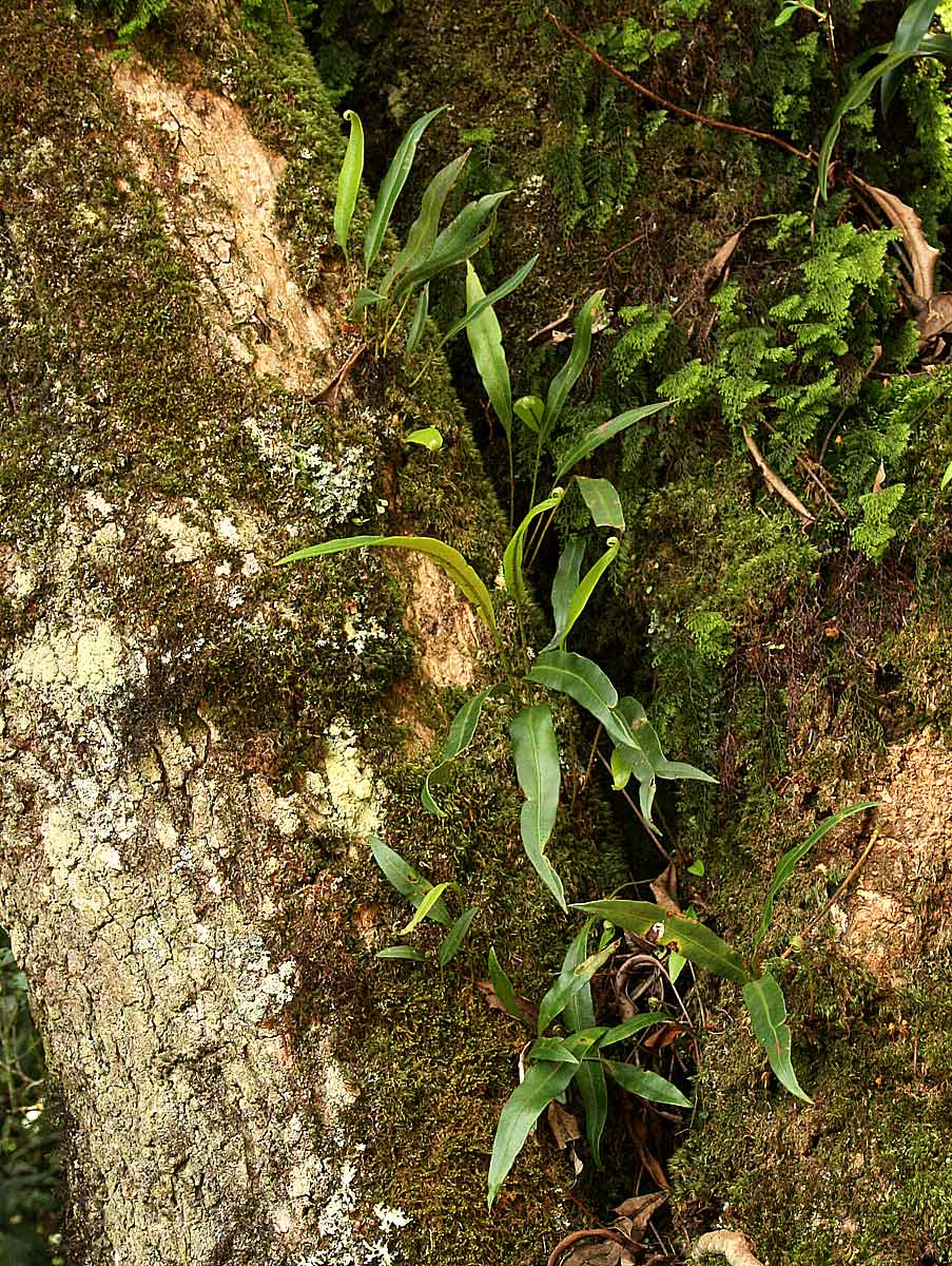 Elaphoglossum acrostichoides Elaphoglossum acrostichoides
