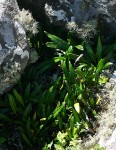Elaphoglossum acrostichoides