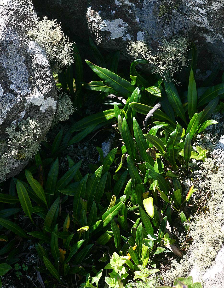 Elaphoglossum acrostichoides Elaphoglossum acrostichoides