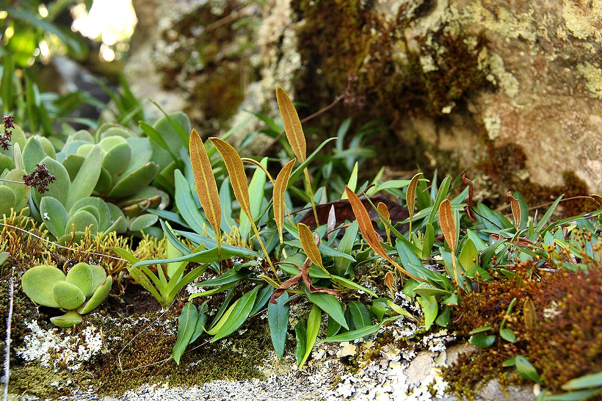 Elaphoglossum acrostichoides Elaphoglossum acrostichoides