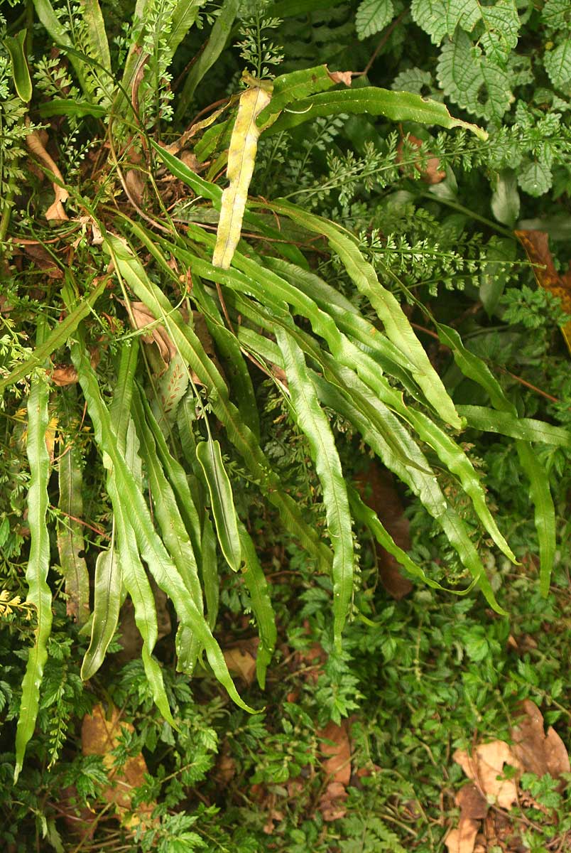 Elaphoglossum aubertii Elaphoglossum aubertii