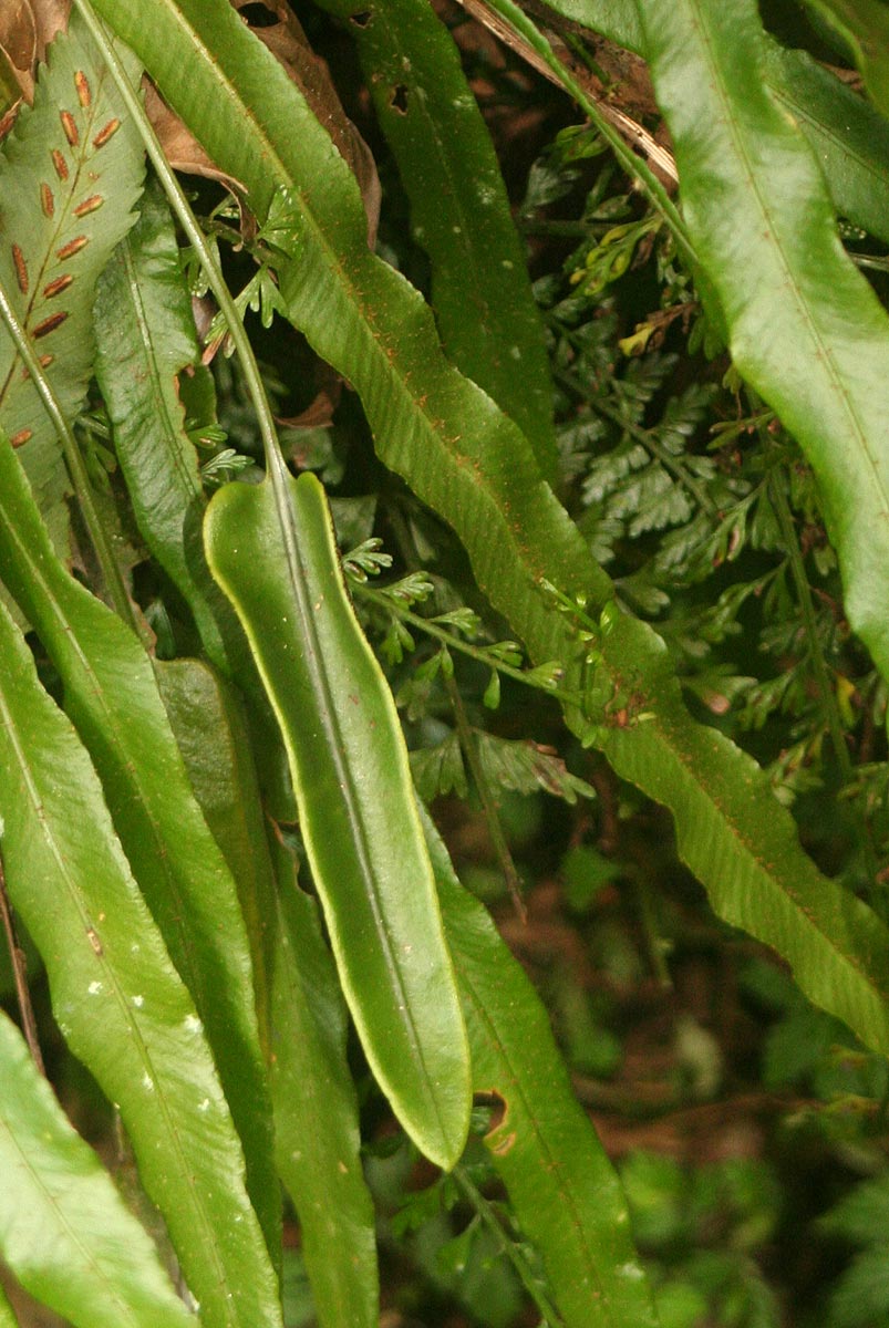 Elaphoglossum aubertii Elaphoglossum aubertii