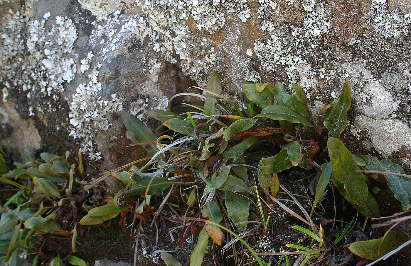 Elaphoglossum deckenii Elaphoglossum deckenii