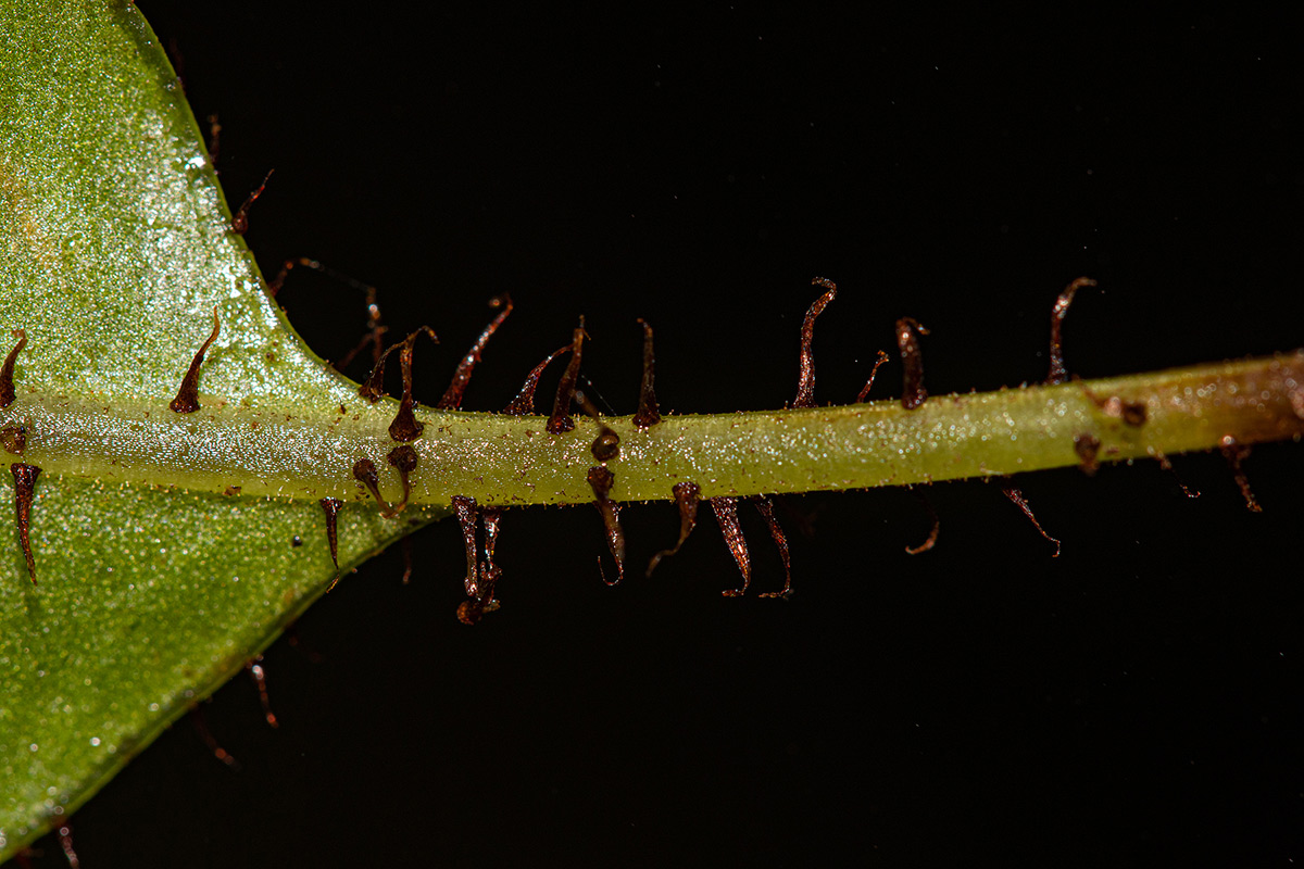 Elaphoglossum hybridum Elaphoglossum hybridum