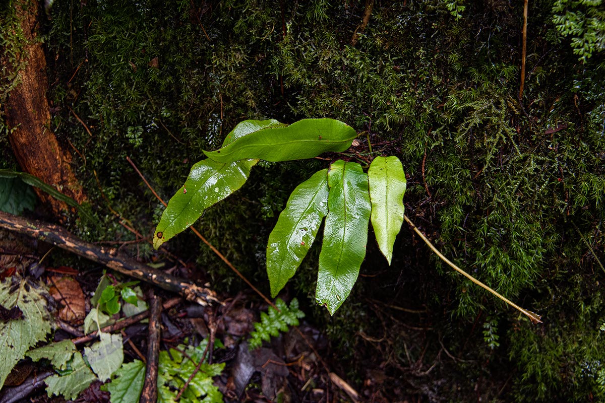 Elaphoglossum hybridum Elaphoglossum hybridum