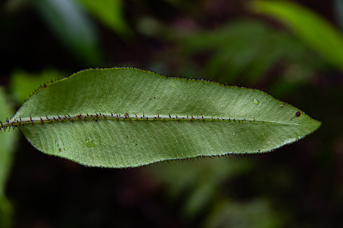 Elaphoglossum hybridum Elaphoglossum hybridum