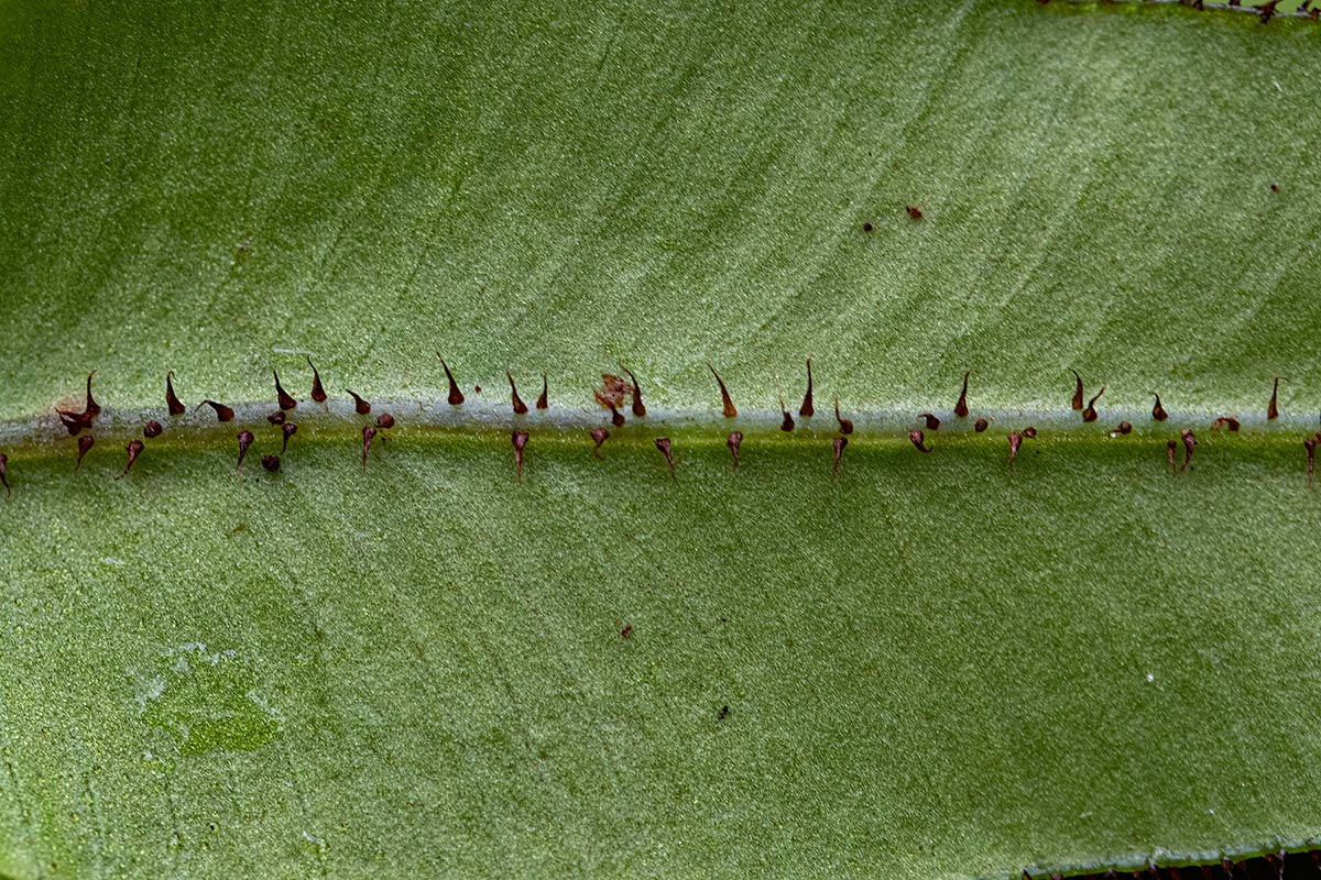 Elaphoglossum hybridum Elaphoglossum hybridum