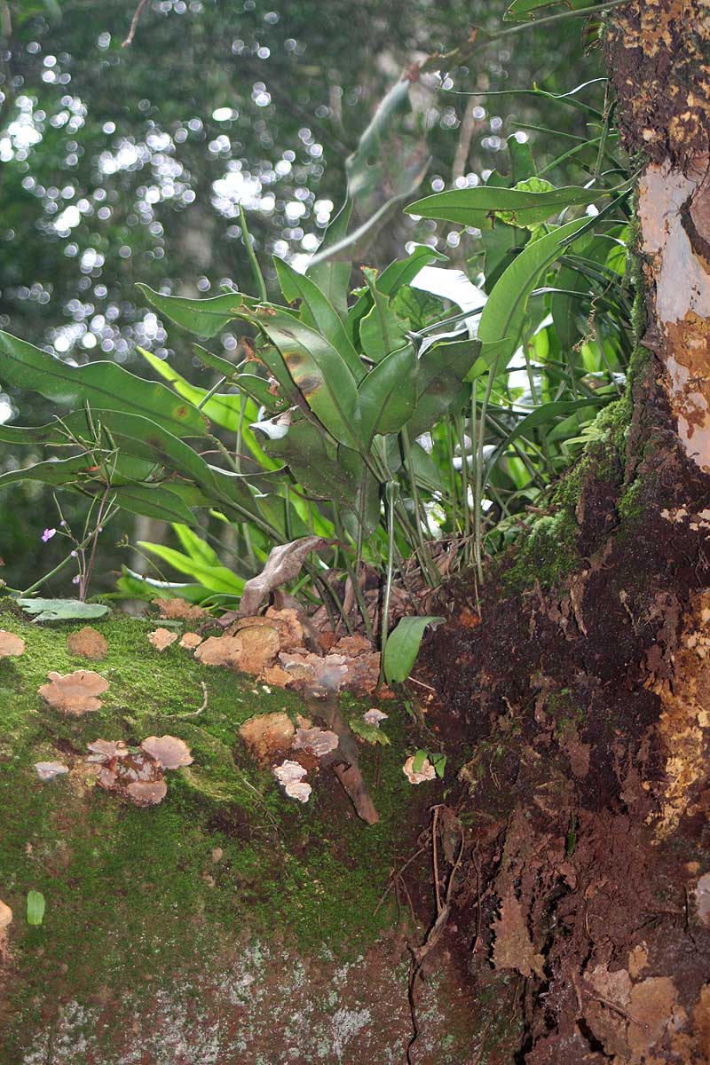 Elaphoglossum lastii Elaphoglossum lastii