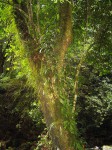 Elaphoglossum lancifolium