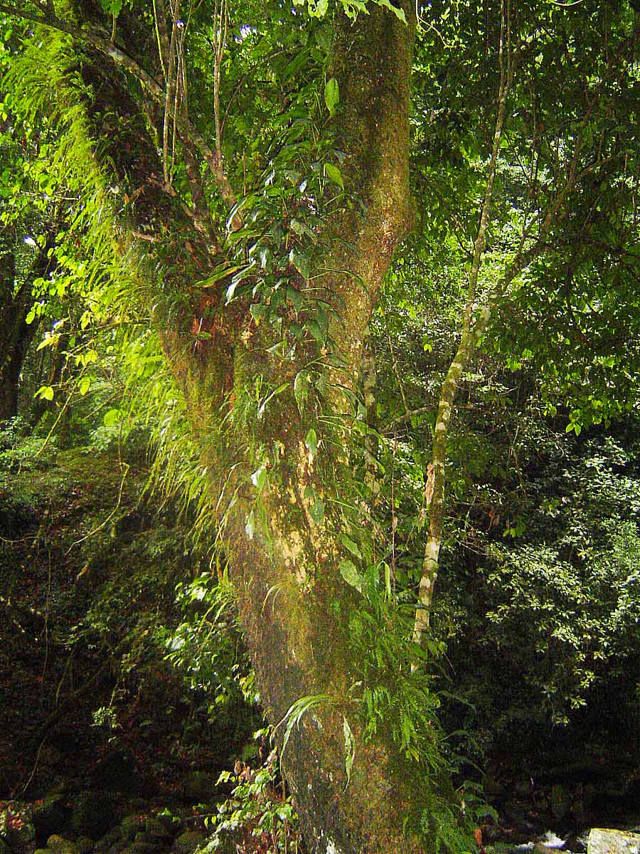 Elaphoglossum lancifolium