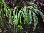 Elaphoglossum lancifolium