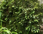 Elaphoglossum spathulatum var. spathulatum