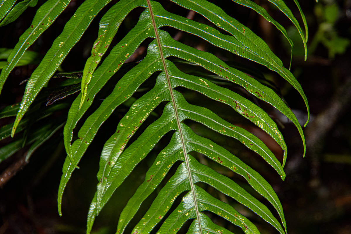 Blechnum attenuatum Blechnum attenuatum