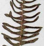Blechnum australe subsp. australe