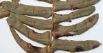 Blechnum australe subsp. australe