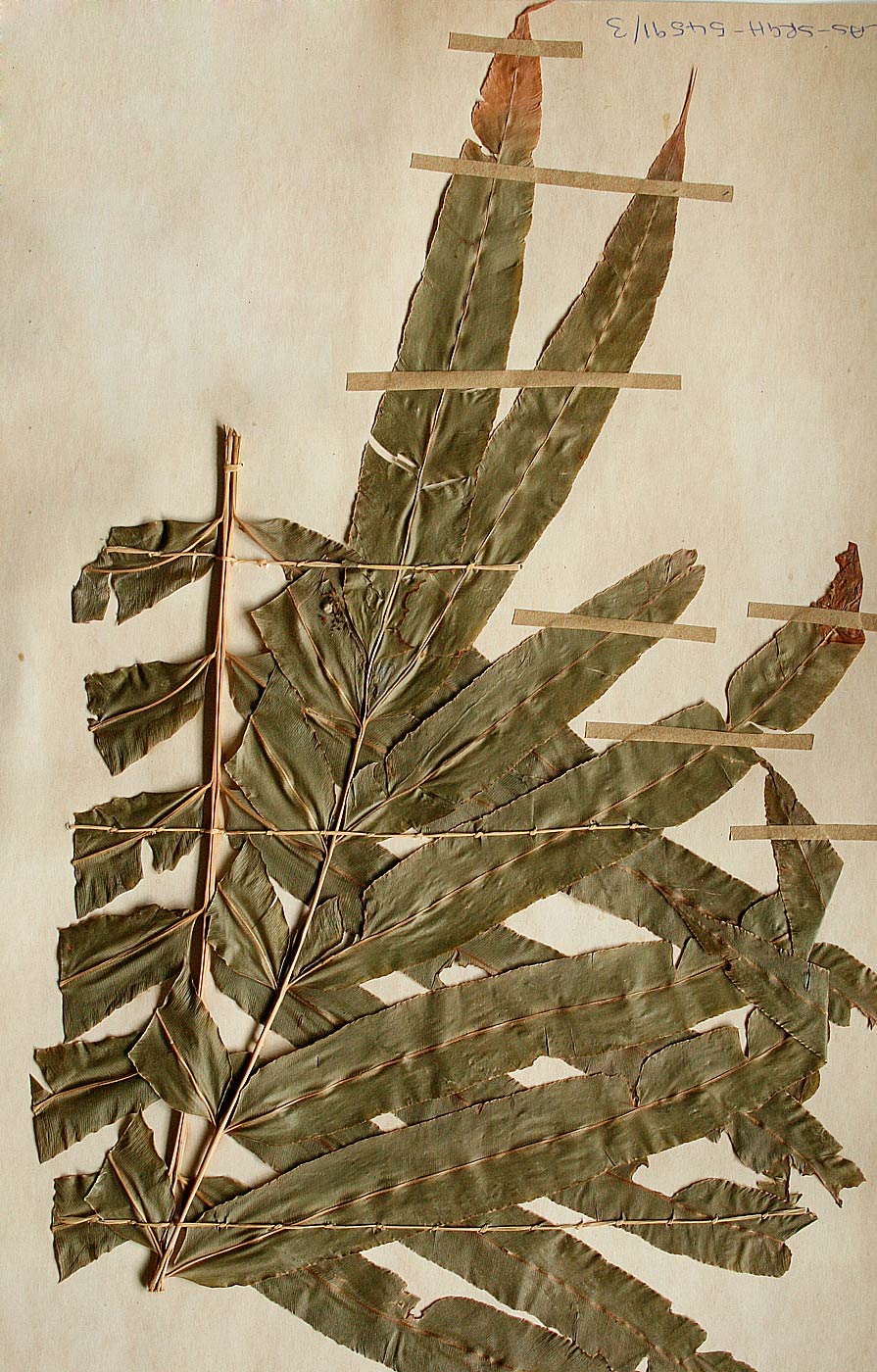 Stenochlaena tenuifolia