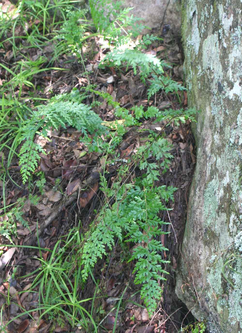 Asplenium aethiopicum Asplenium aethiopicum