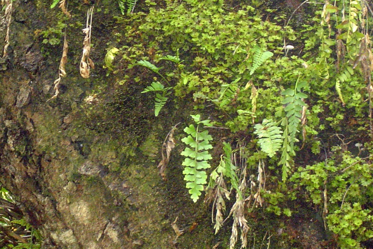 Asplenium aethiopicum Asplenium aethiopicum
