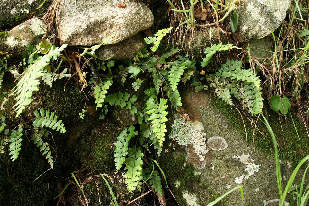 Asplenium aethiopicum Asplenium aethiopicum