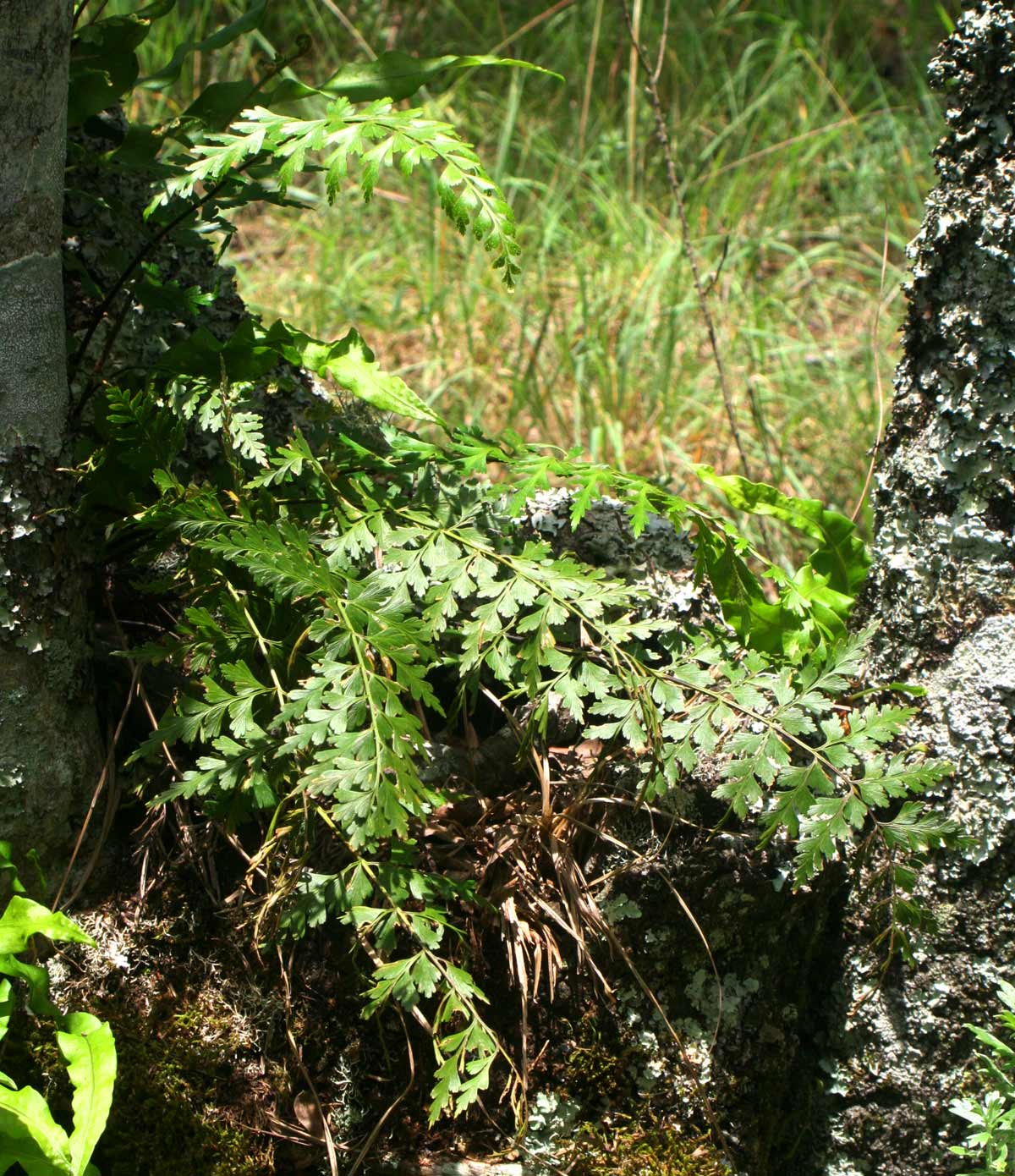 Asplenium aethiopicum Asplenium aethiopicum