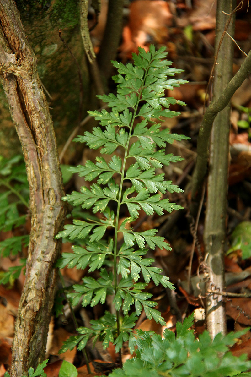 Asplenium aethiopicum Asplenium aethiopicum