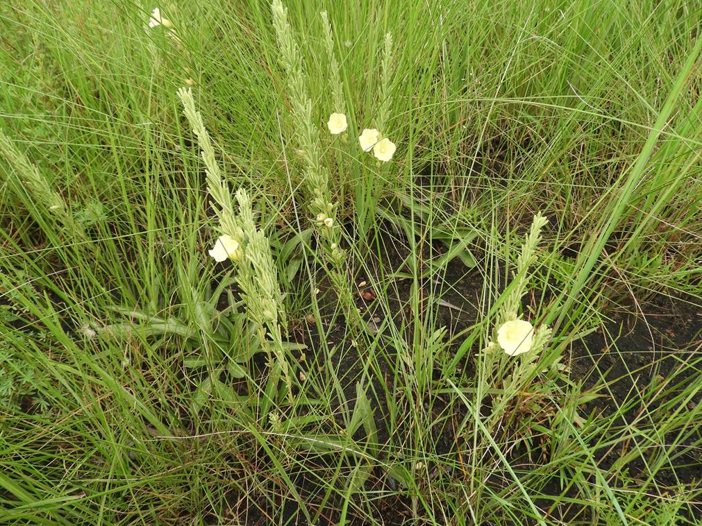 Ipomoea linosepala subsp. alpina