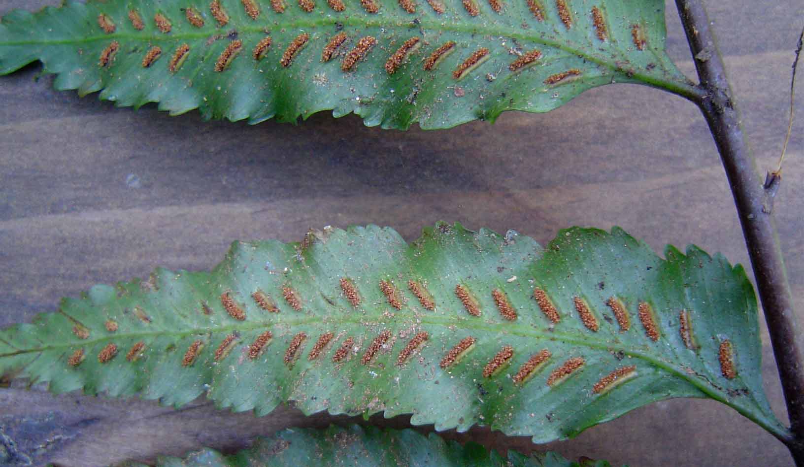 Asplenium anisophyllum