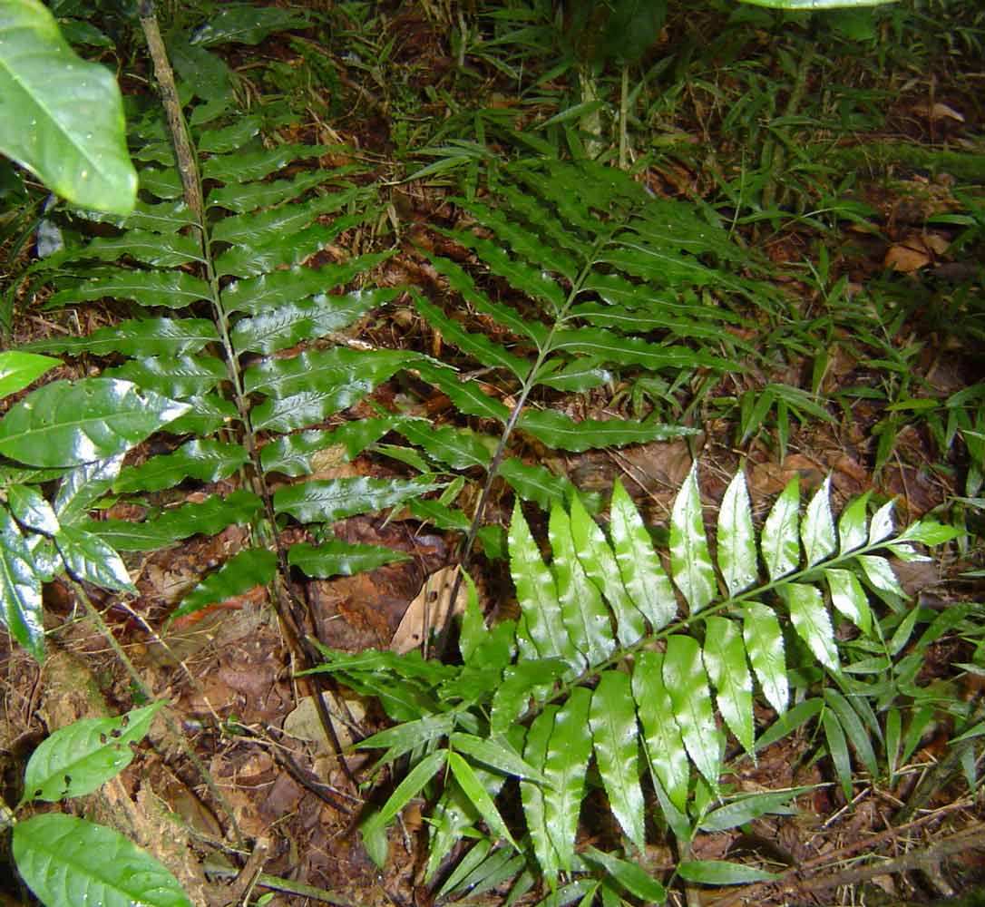 Asplenium anisophyllum Asplenium anisophyllum