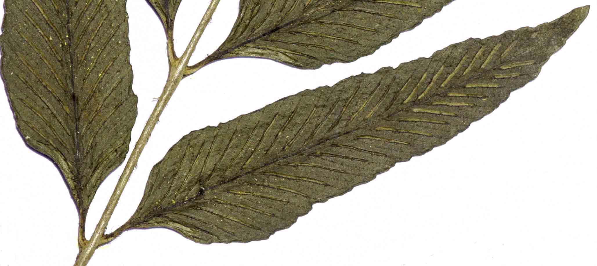 Asplenium ceii Asplenium ceii