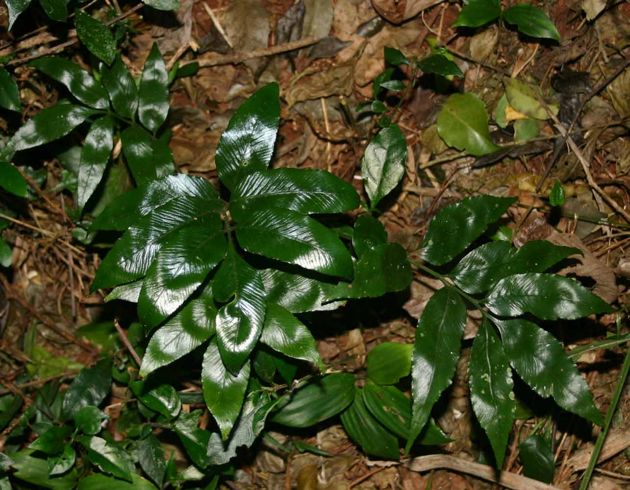 Asplenium ceii Asplenium ceii