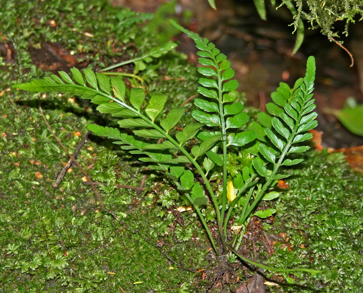 Asplenium sulcatum Asplenium sulcatum