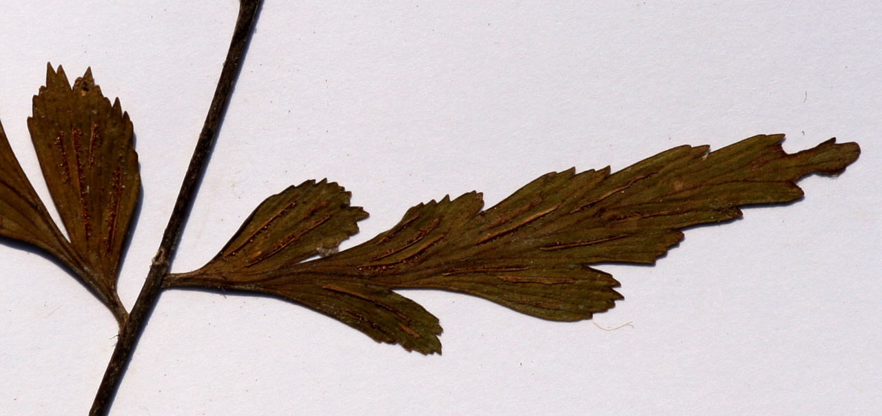 Asplenium blastophorum Asplenium blastophorum