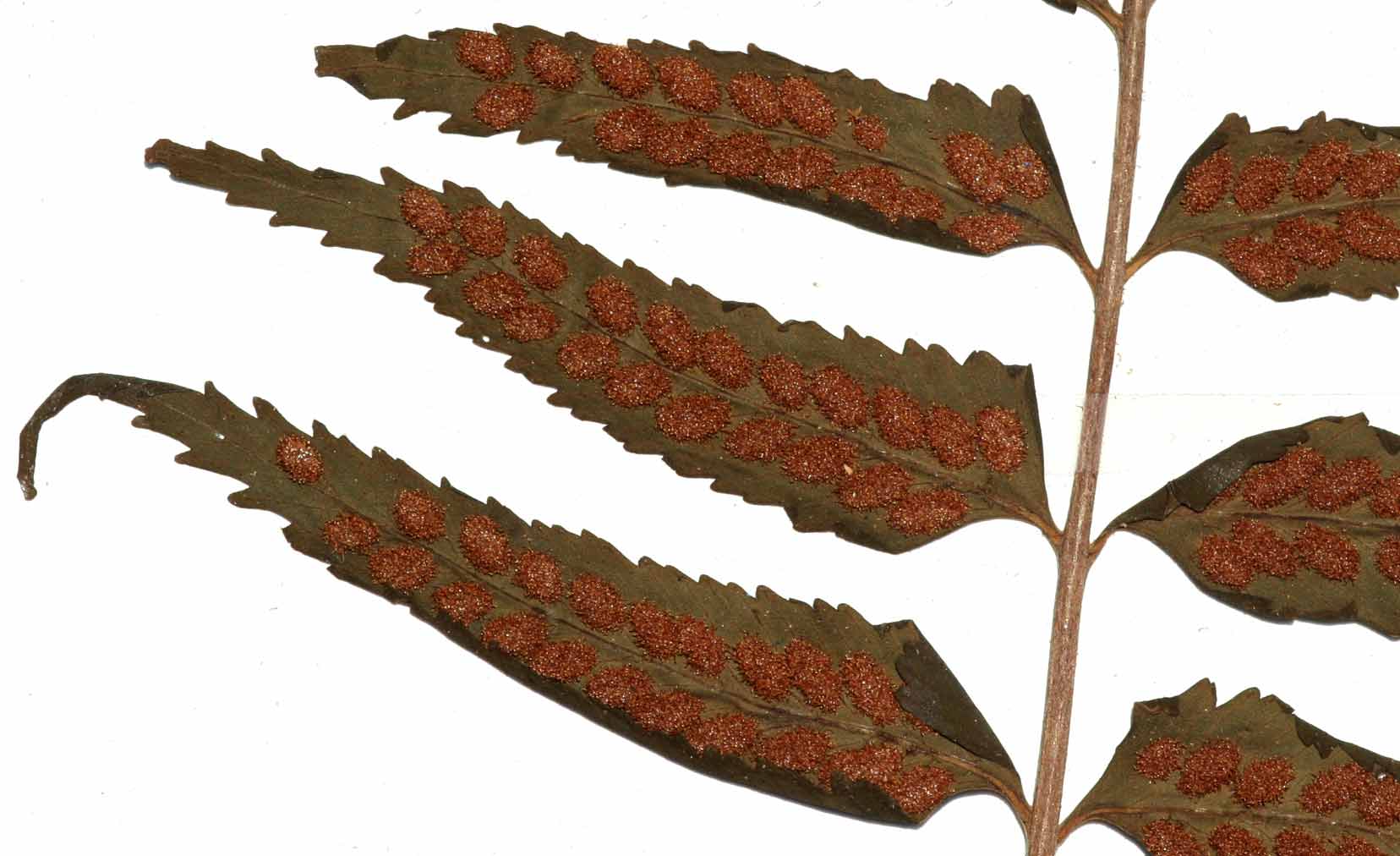 Asplenium boltonii Asplenium boltonii