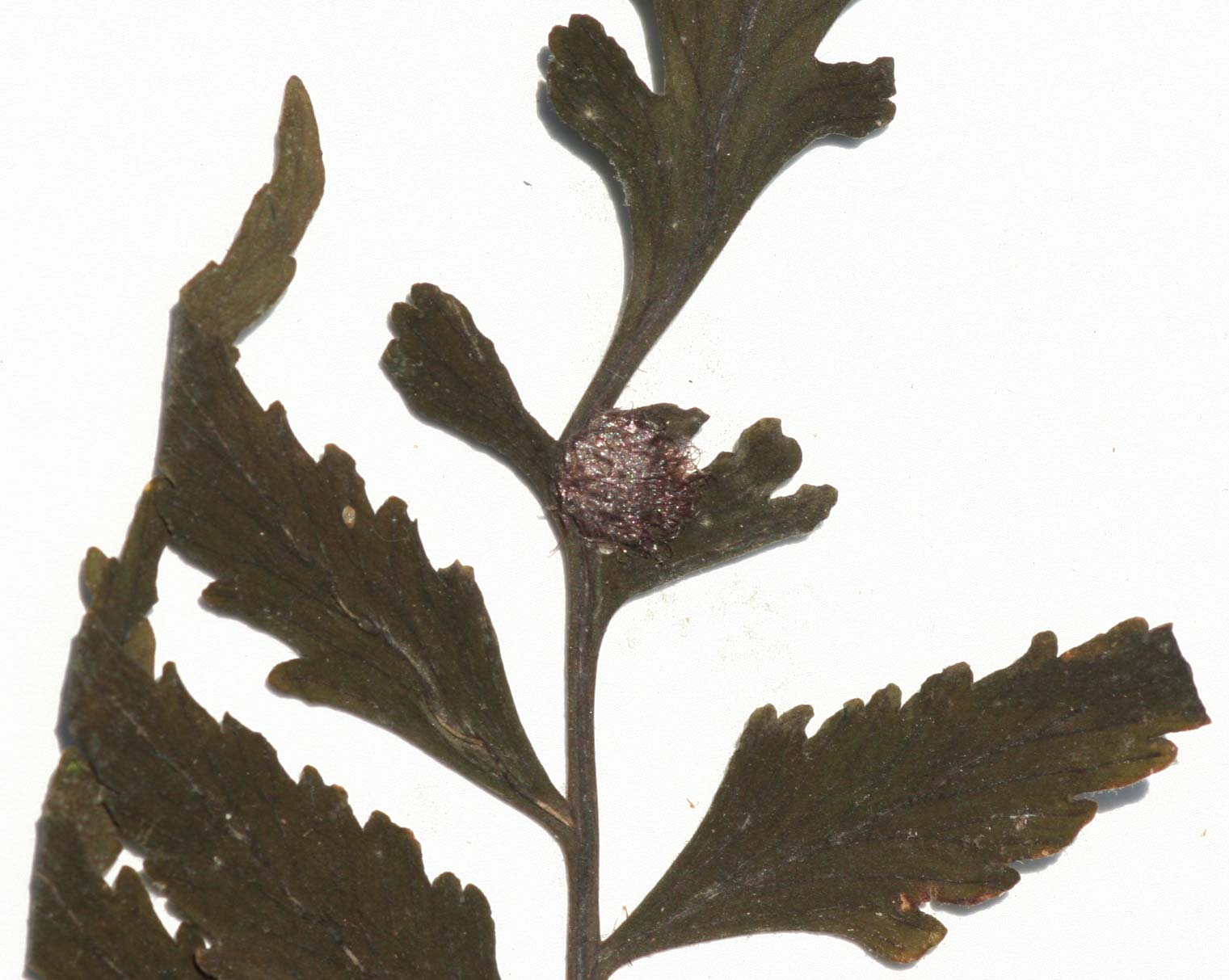 Asplenium boltonii Asplenium boltonii