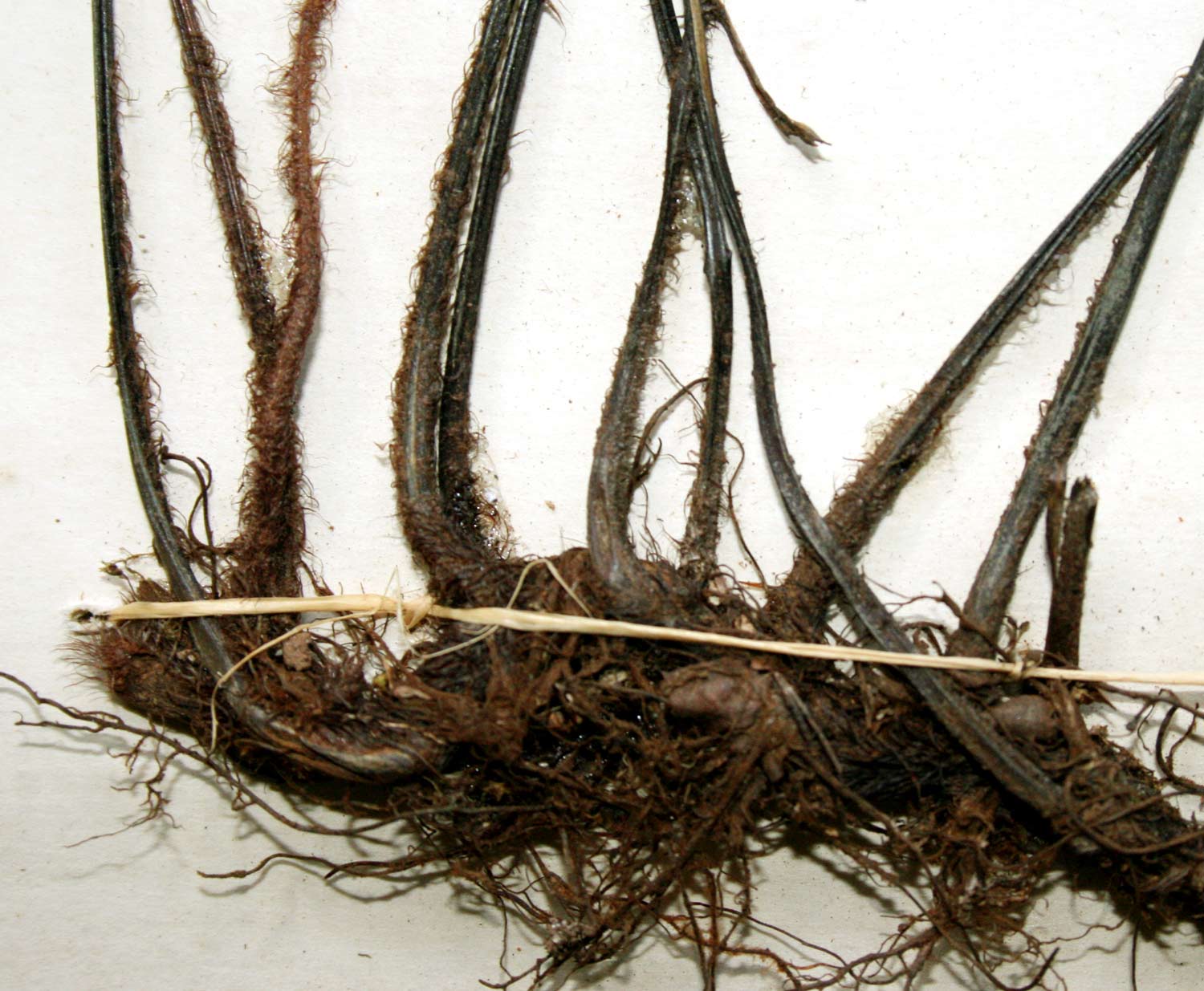 Asplenium buettneri Asplenium buettneri