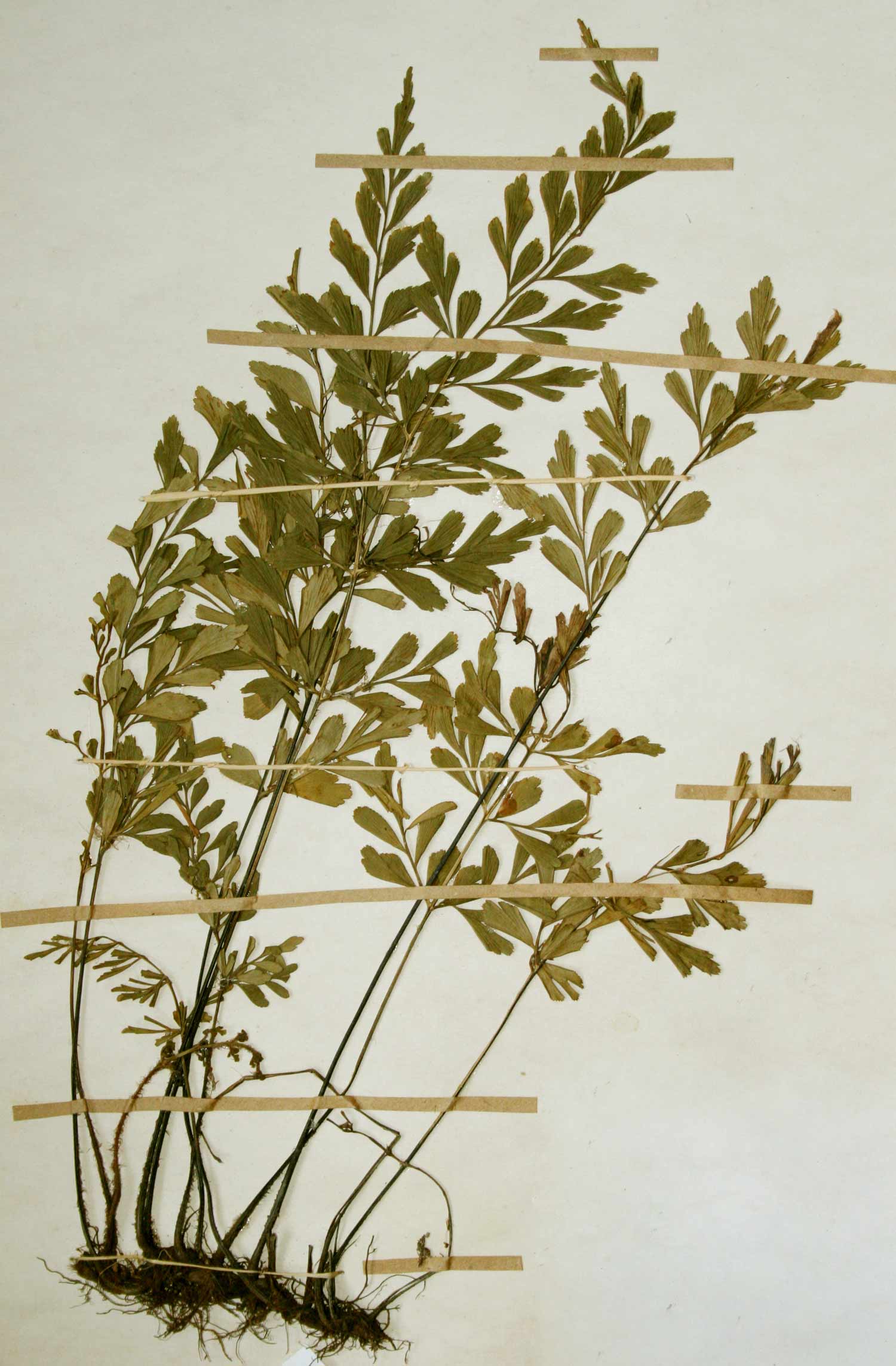 Asplenium buettneri Asplenium buettneri