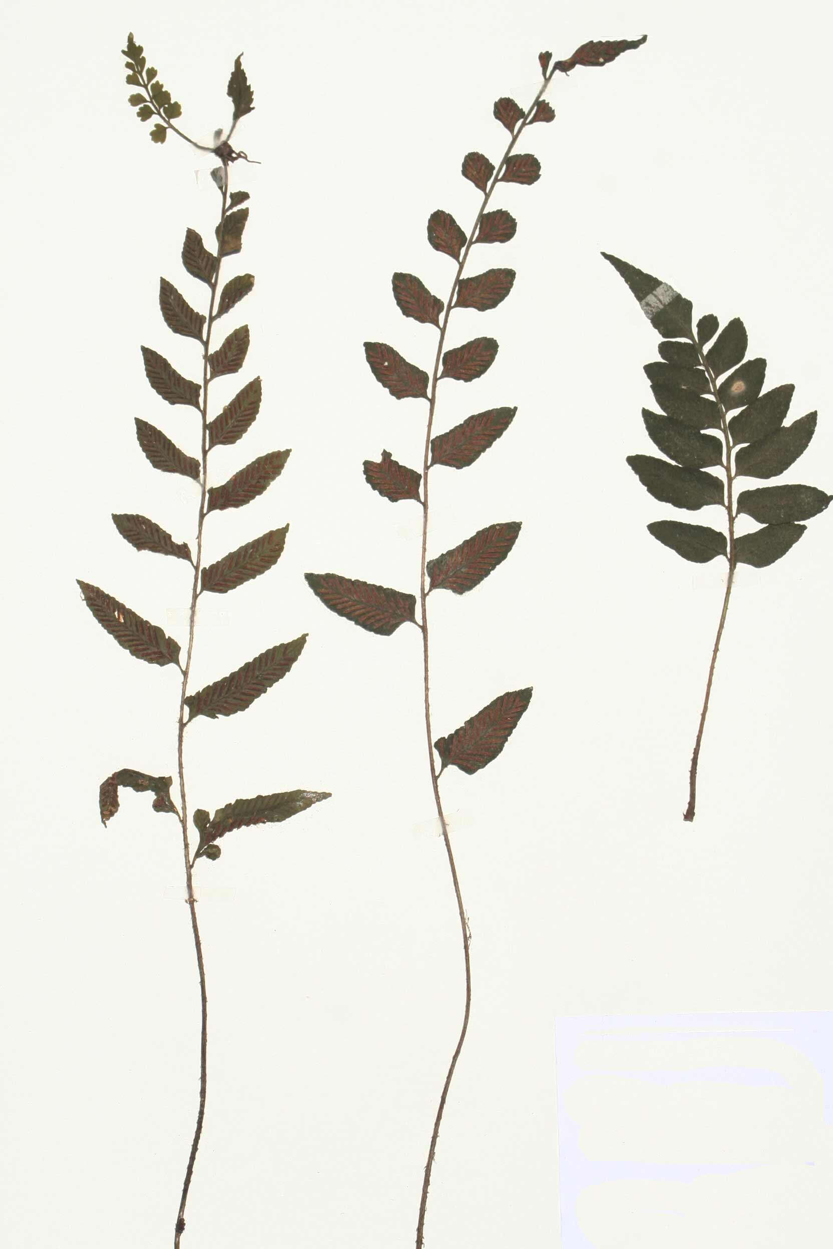 Asplenium christii Asplenium christii