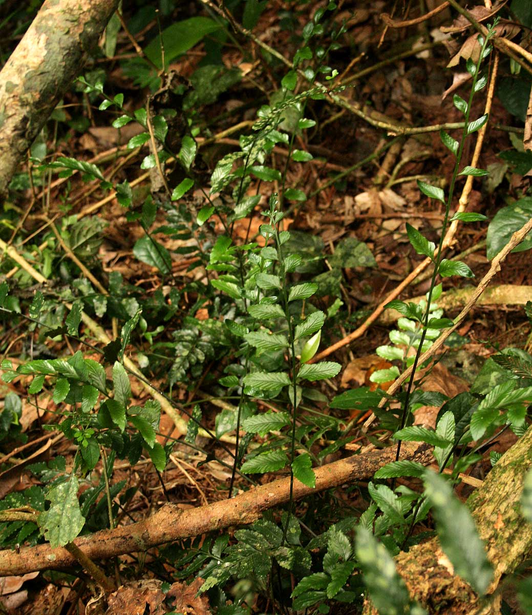 Asplenium christii Asplenium christii