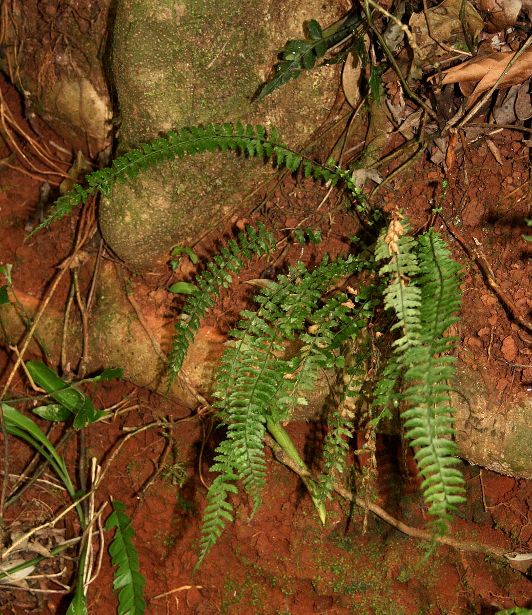 Asplenium erectum Asplenium erectum
