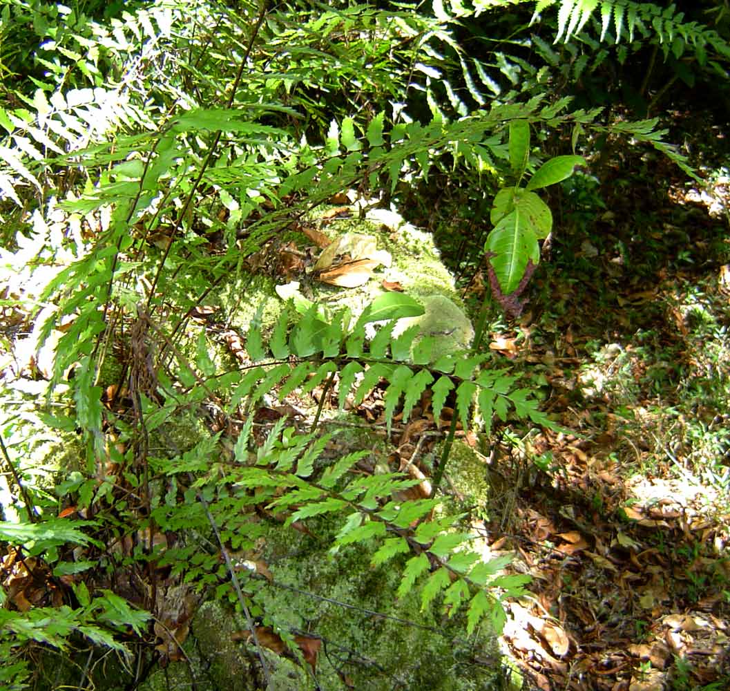 Asplenium friesiorum Asplenium friesiorum