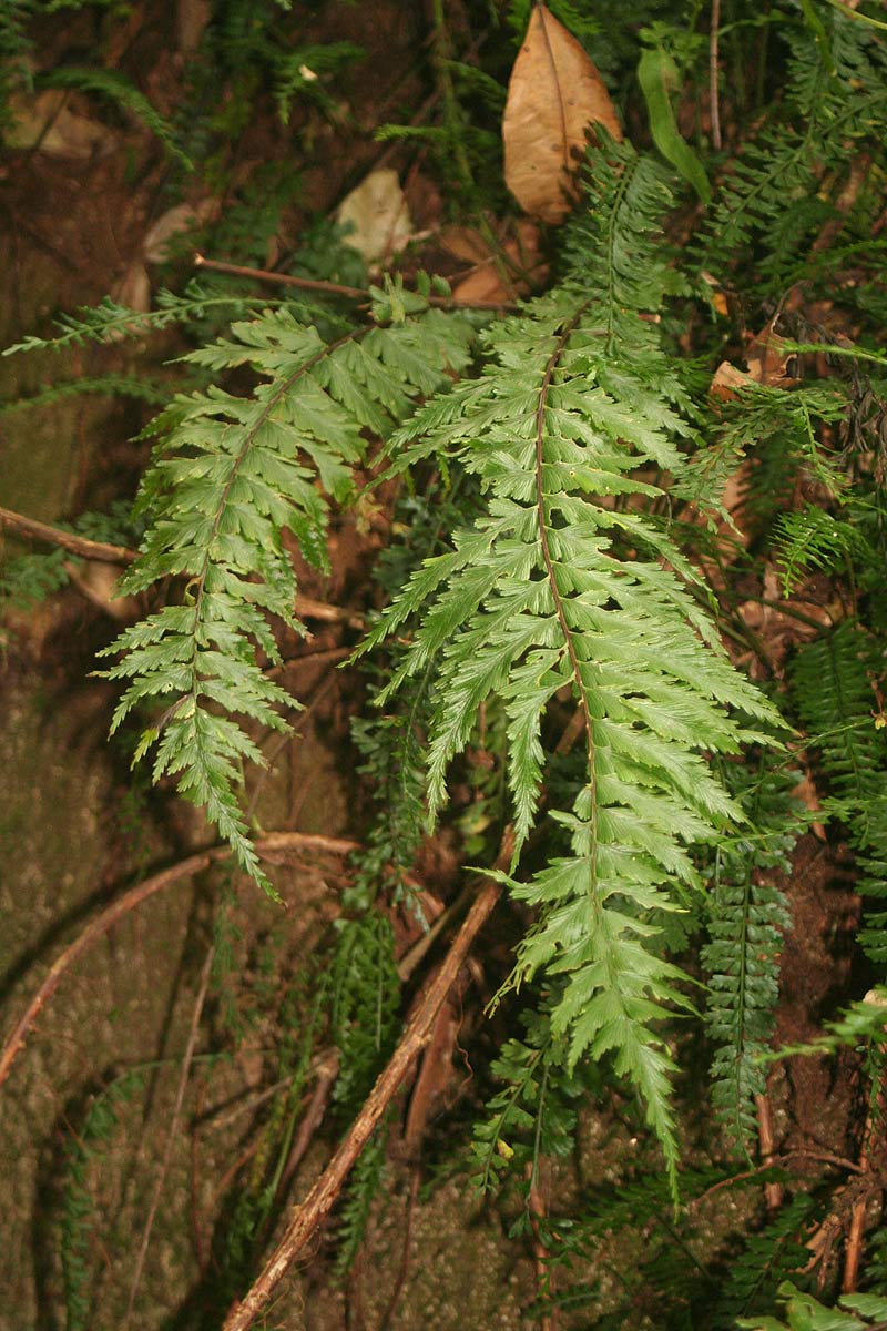 Asplenium friesiorum Asplenium friesiorum